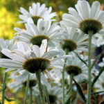 Cliquez sur la vignette pour obtenir l’agrandissement maximal.