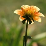 Cliquez sur la vignette pour obtenir l’agrandissement maximal.