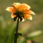 Cliquez sur la vignette pour obtenir l’agrandissement maximal.