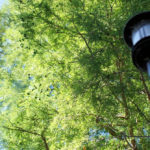 Cliquez sur la vignette pour obtenir l’agrandissement maximal.