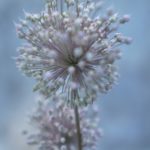 Cliquez sur la vignette pour obtenir l’agrandissement maximal.