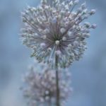 Cliquez sur la vignette pour obtenir l’agrandissement maximal.