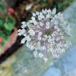 Cliquez sur la vignette pour obtenir l’agrandissement maximal.