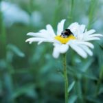 Cliquez sur la vignette pour obtenir l’agrandissement maximal.