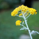 Cliquez sur la vignette pour obtenir l’agrandissement maximal.