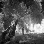 Cliquez sur la vignette pour obtenir l’agrandissement maximal.