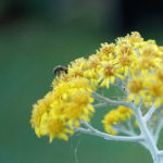 Cliquez sur la vignette pour obtenir l’agrandissement maximal.