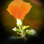 Cliquez sur la vignette pour obtenir l’agrandissement maximal.