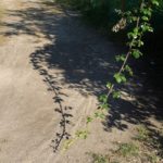 Cliquez sur la vignette pour obtenir l’agrandissement maximal.