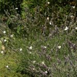 Cliquez sur la vignette pour obtenir l’agrandissement maximal.