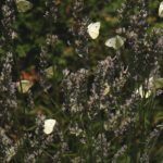 Cliquez sur la vignette pour obtenir l’agrandissement maximal.