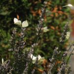 Cliquez sur la vignette pour obtenir l’agrandissement maximal.