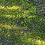 Cliquez sur la vignette pour obtenir l’agrandissement maximal.