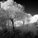 Cliquez sur la vignette pour obtenir l’agrandissement maximal.