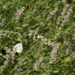 Cliquez sur la vignette pour obtenir l’agrandissement maximal.