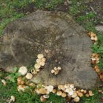 Cliquez sur la vignette pour obtenir l’agrandissement maximal.