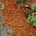 Cliquez sur la vignette pour obtenir l’agrandissement maximal.