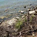 Cliquez sur la vignette pour obtenir l’agrandissement maximal.