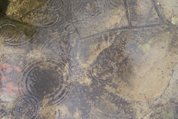 Gouttes de pluie dans l'allée de notre jardin (2). F/4 - 1/1000 secondes - ISO-320 - 35mm