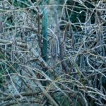 Cliquez sur la vignette pour obtenir l’agrandissement maximal.