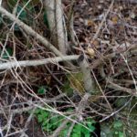 Cliquez sur la vignette pour obtenir l’agrandissement maximal.