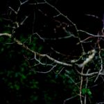 Cliquez sur la vignette pour obtenir l’agrandissement maximal.